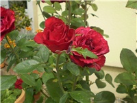 4698a8e2-Picture 6215.jpg